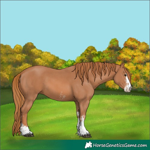 Horse Color:Chestnut Sabino