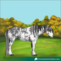 Horse Color:Black Sabino 