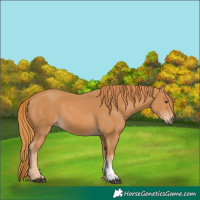 Horse Color:Chestnut Sabino