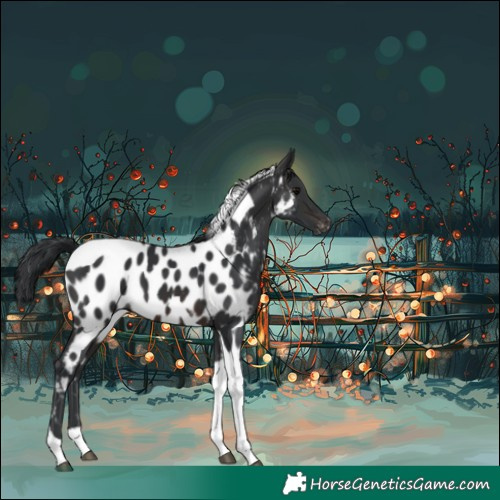 Horse Color:Brown Tobiano Appaloosa 