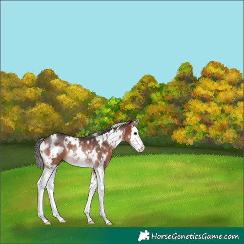 Horse Color:White Spotted Brown Splash Rabicano