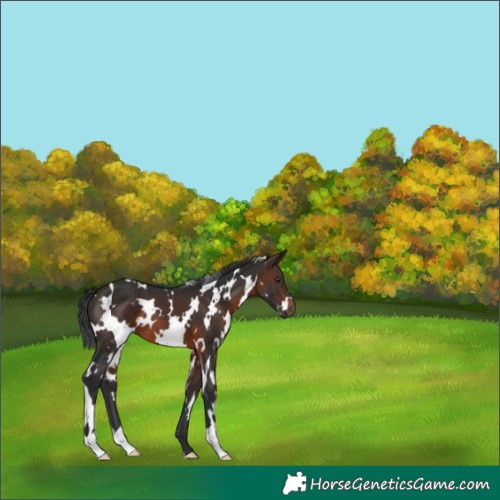 Horse Color:White Spotted Brown 
