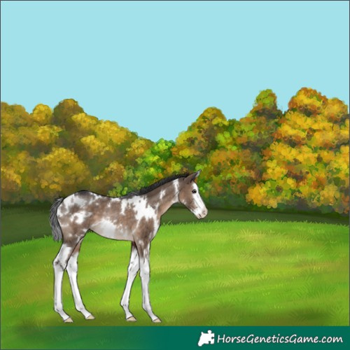 Horse Color:White Spotted Brown Dun Splash Rabicano