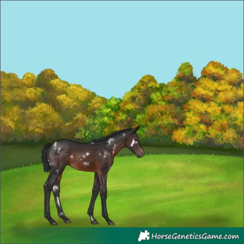 Horse Color:White Spotted Brown Rabicano