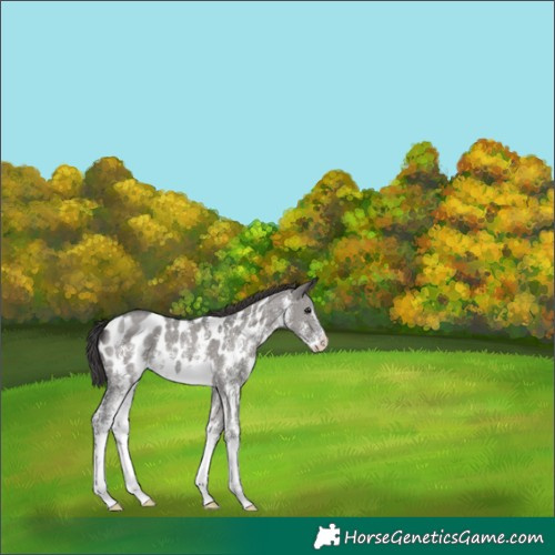 Horse Color:Grullo Sabino Appaloosa 