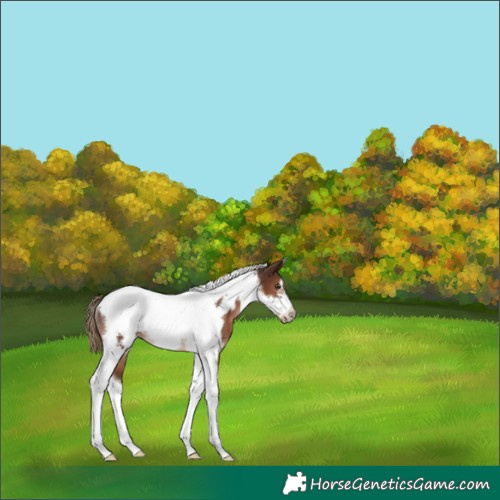 Horse Color:Liver Chestnut Tobiano Frame Rabicano