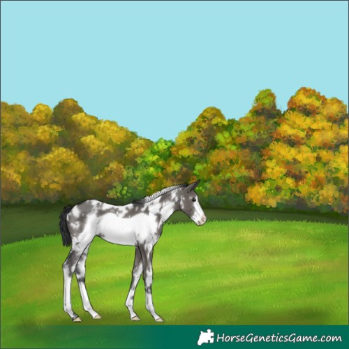Horse Color:White Spotted Grullo Frame 