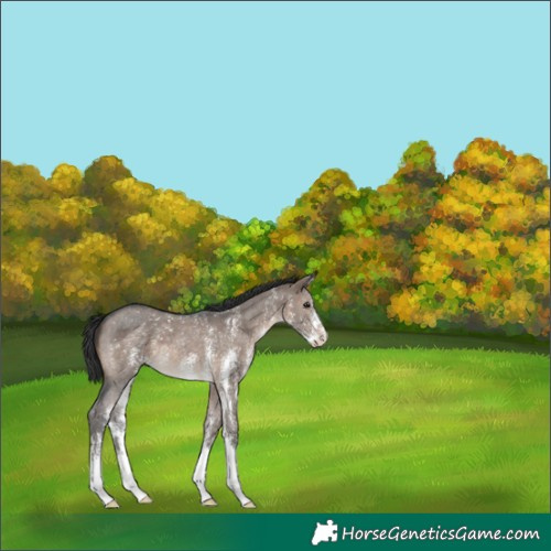 Horse Color:Brown Dun Sabino Appaloosa 