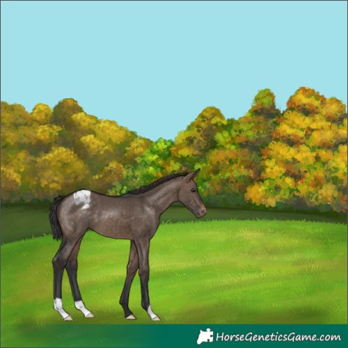 Horse Color:Brown Dun Appaloosa