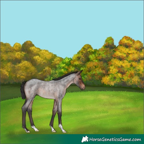 Horse Color:Brown Roan