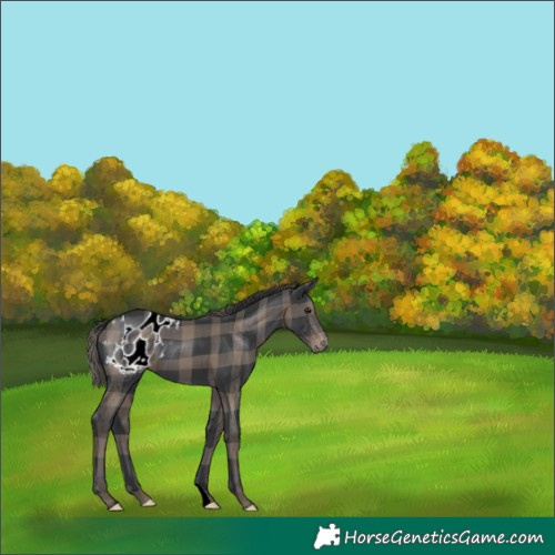 Horse Color:Plaid  Black Appaloosa 