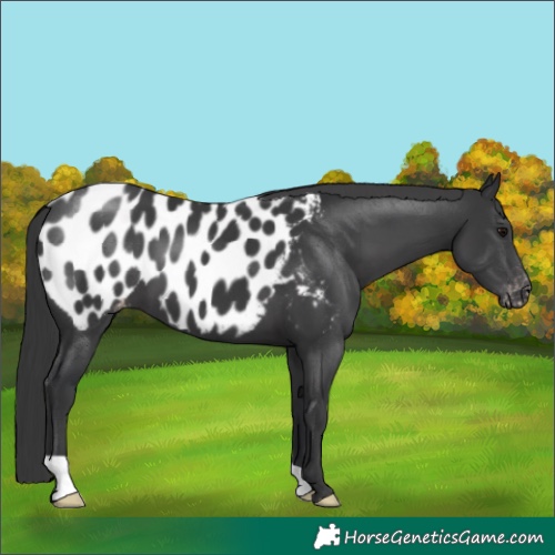 Horse Color:Black Appaloosa 