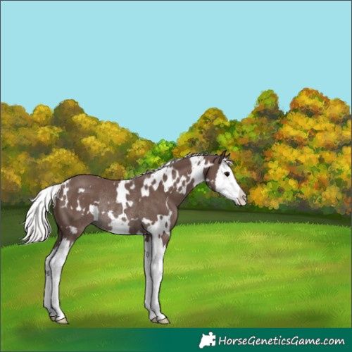 Horse Color:White Spotted Silver Black Splash Rabicano