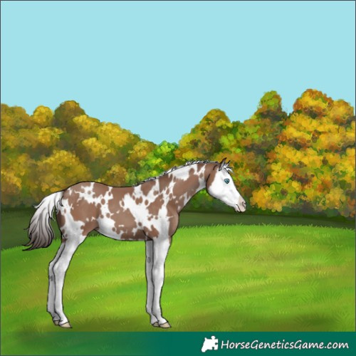 Horse Color:White Spotted Classic Champagne Splash