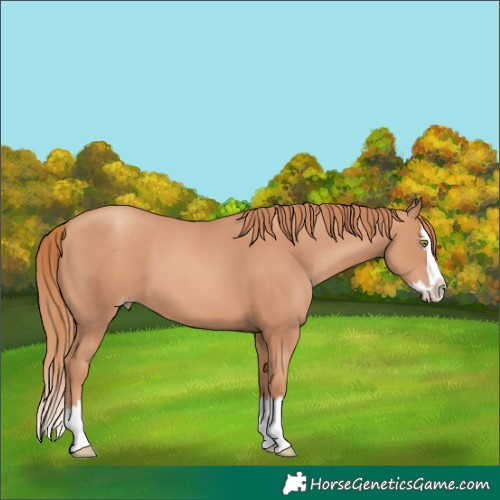 Horse Color:Gold Champagne Splash