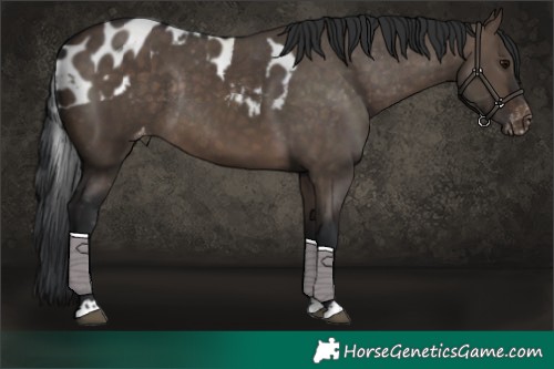 Horse Color:Brown Dun Skewed Appaloosa Rabicano 