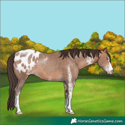 Horse Color:White Spotted Sable Champagne Appaloosa 