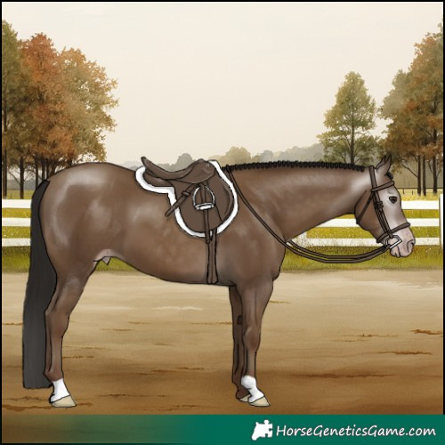 Horse Color:Gray Classic Champagne 