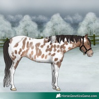 Horse Color:Sable Champagne Tobiano Near Leopard Rabicano
