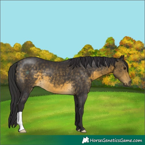 Horse Color:Buckskin 