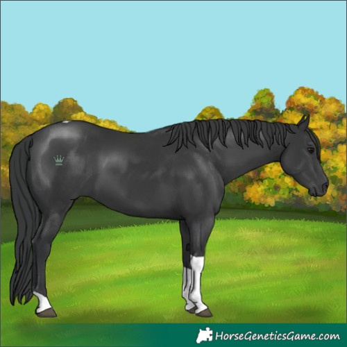 Horse Color:Black Tobiano 