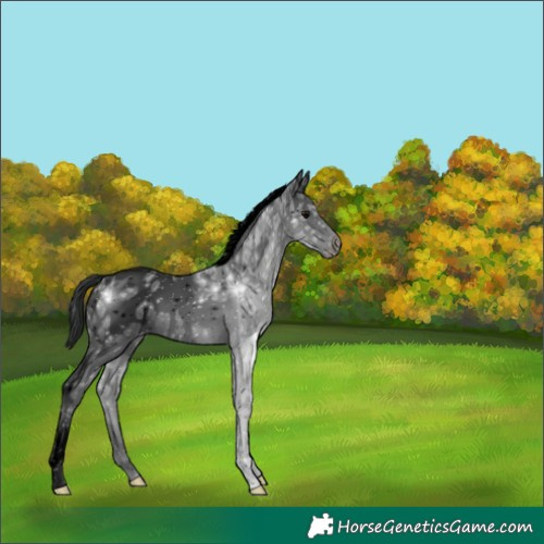 Horse Color:Void Black Ice Tobiano Appaloosa 