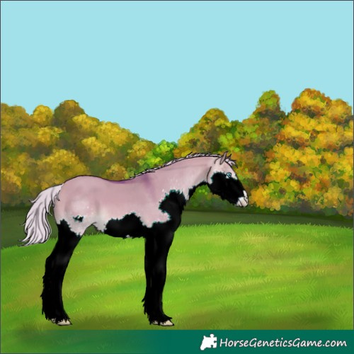 Horse Color:Watercolor Silver Brown Dun Splash 