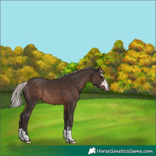 Horse Color:Silver Brown Rabicano 