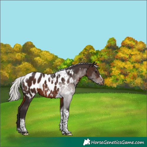 Horse Color:Silver Brown Tobiano Blanket Rabicano 