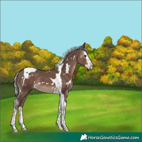 Horse Color:White Spotted Silver Black Splash Tobiano 