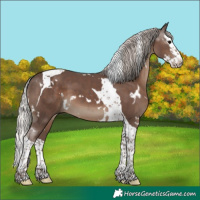 Horse Color:White Spotted Silver Black Splash Tobiano