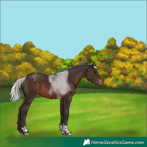 Horse Color:Silver Brown Tobiano Varnish Rabicano 