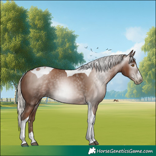 Horse Color:Gray Silver Black Pearl Tobiano 