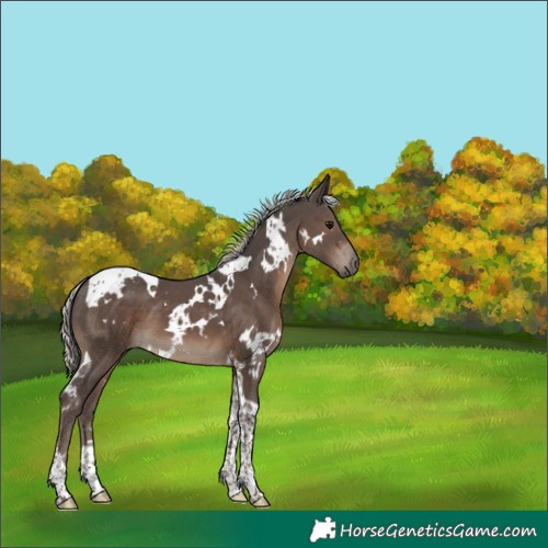 Horse Color:White Spotted Silver Black Tobiano