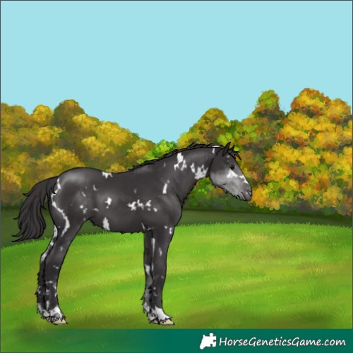 Horse Color:White Spotted Smoky Black 