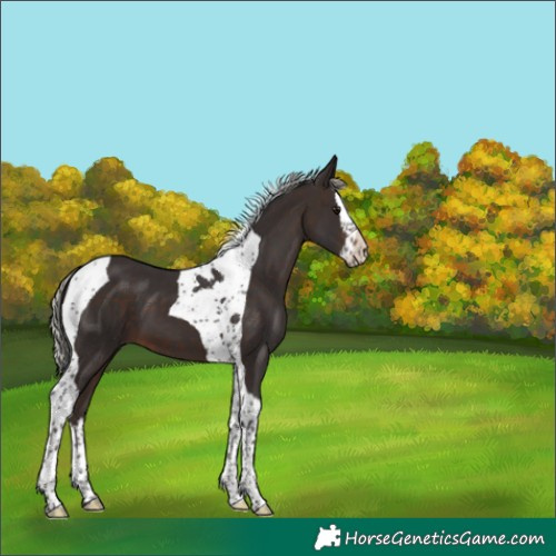 Horse Color:Silver Brown Splash Tobiano 