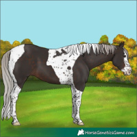 Horse Color:Silver Brown Splash Tobiano 