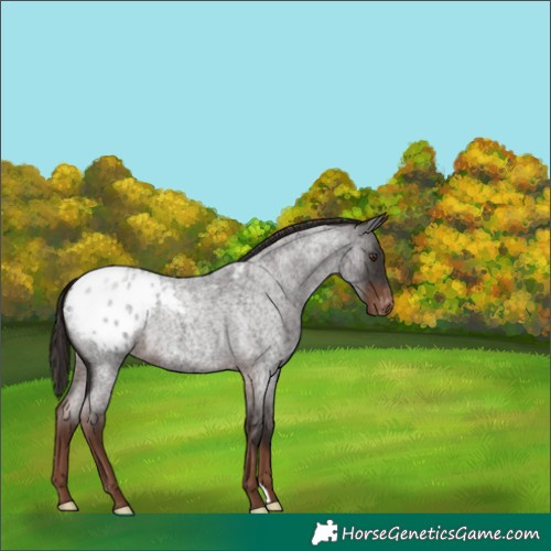 Horse Color:Liver Red Roan Appaloosa 