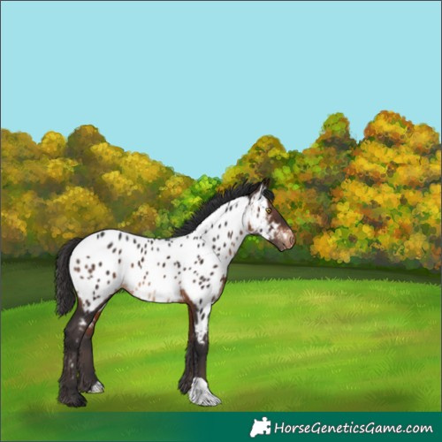 Horse Color:Brown Appaloosa