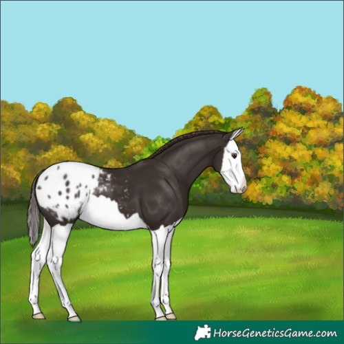 Horse Color:Liver Chestnut Splash Appaloosa 