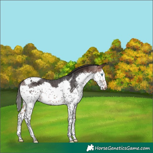 Horse Color:Brown Splash Tobiano 
