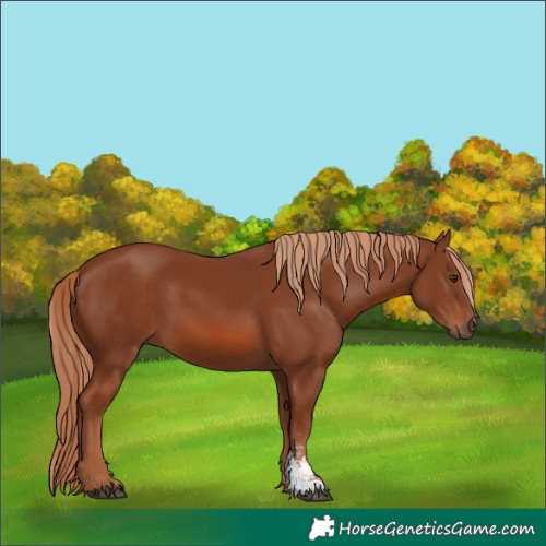 Horse Color:Unknown 