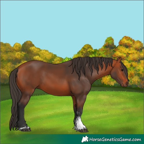 Horse Color:Bay Sabino
