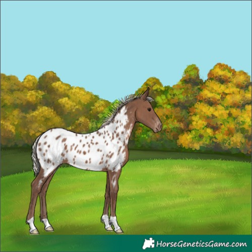Horse Color:Silver Black Appaloosa 