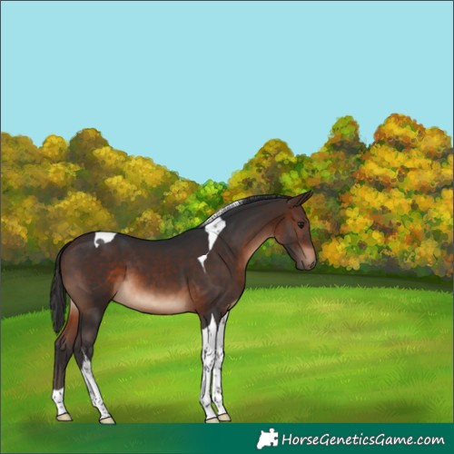Horse Color:Brown Tobiano 