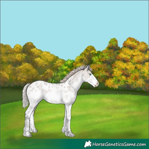 Horse Color:Silver Grullo Roan Splash Appaloosa 