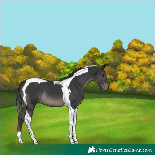 Horse Color:Black Tobiano 