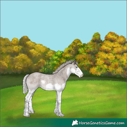 Horse Color:Silver Blue Roan Splash 
