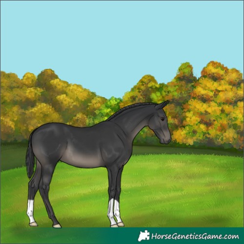 Horse Color:Black 