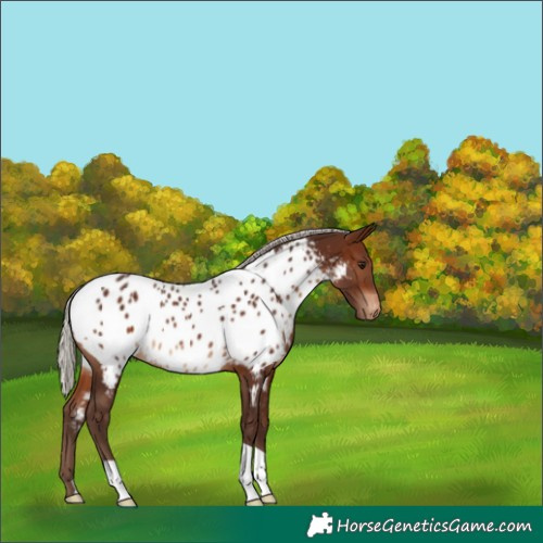 Horse Color:Silver Brown Near Leopard 